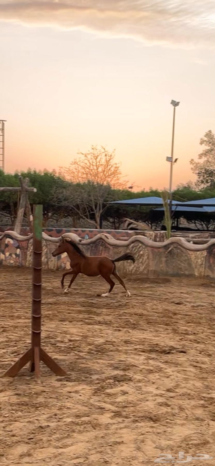 مهرة شعبية64373861268994112