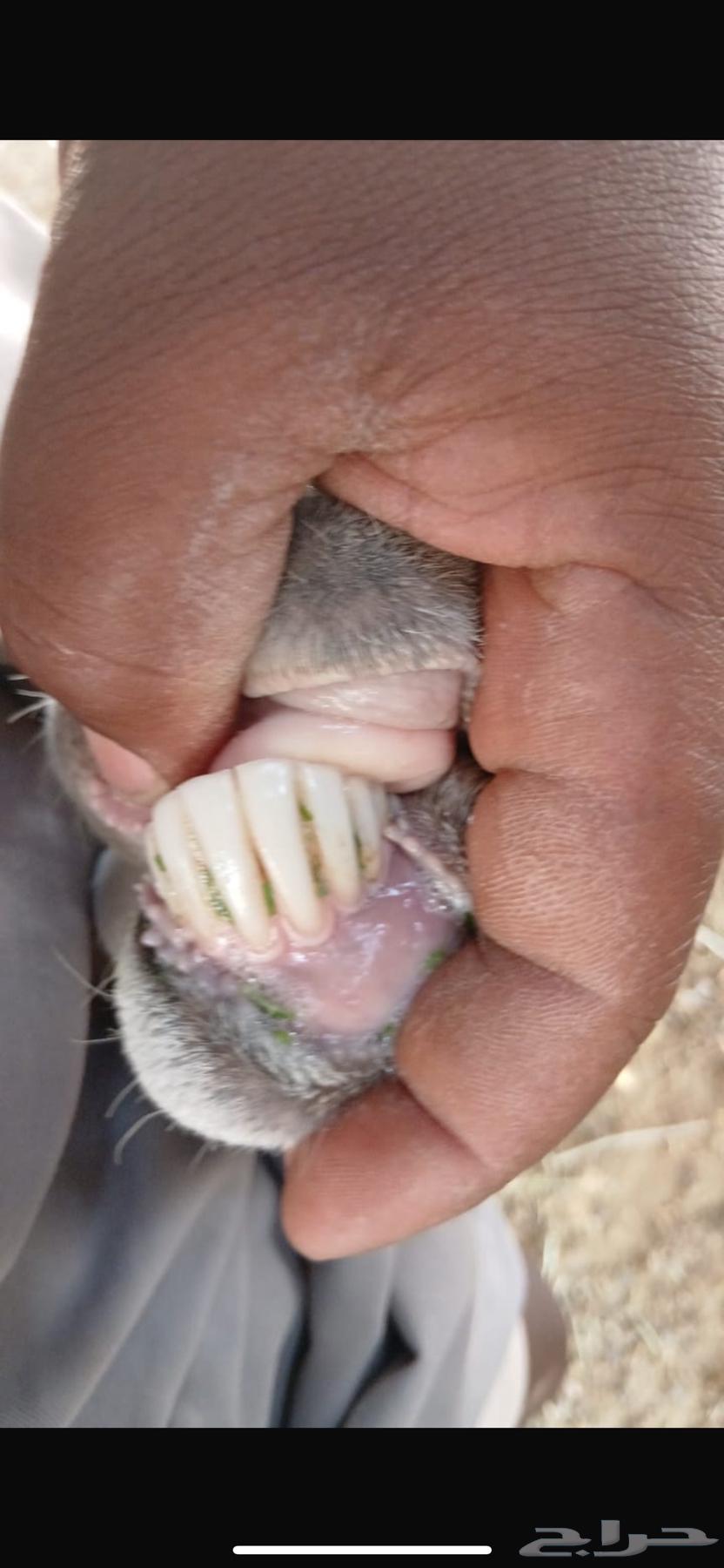 Shah Rafidiah Follow64370438968322111