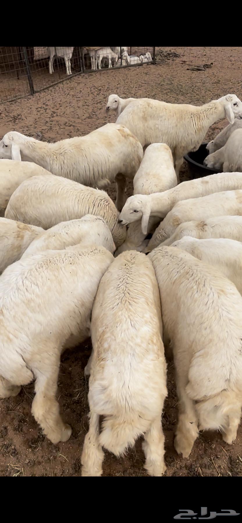 طليان حري فاخر64365717744769111