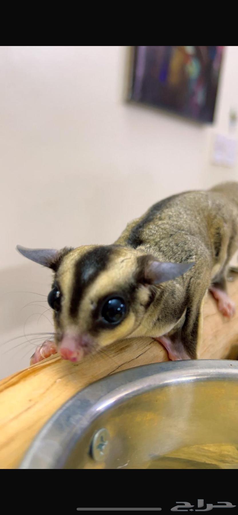 سنجاب ذكر64365717726978110