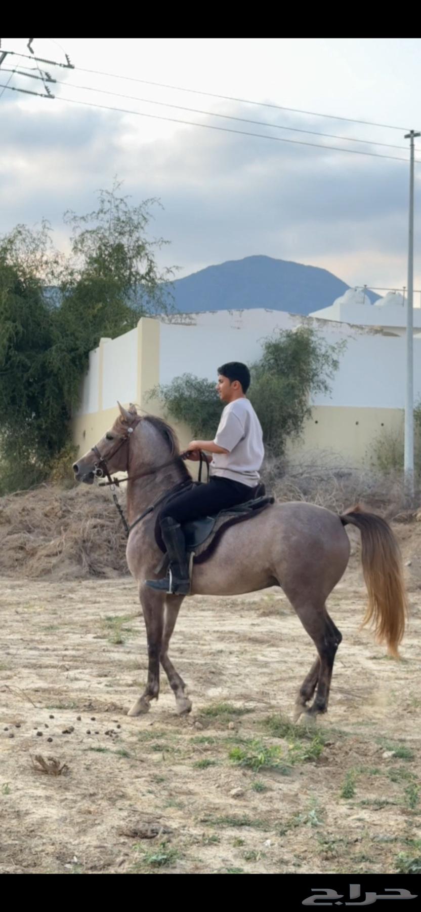 حصان شعبي64374978978561113