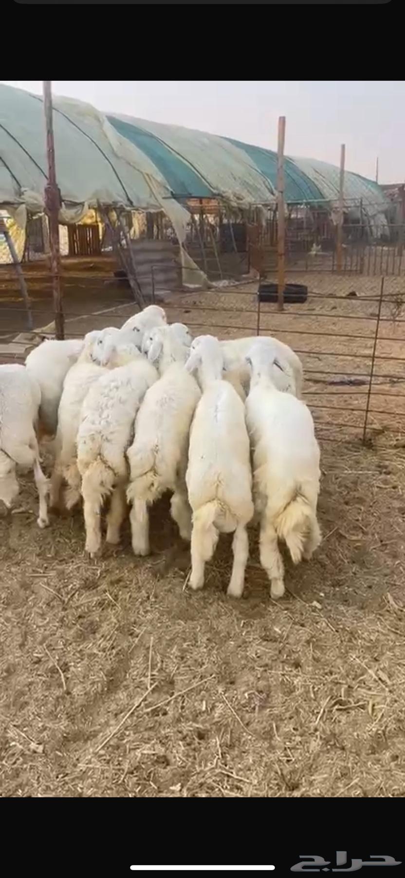 للبيع طليان حريات طيبه64362695331074110