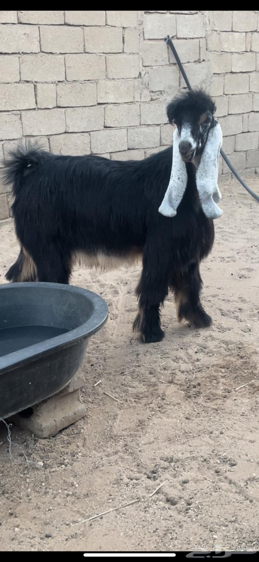 للبيع تيس عارضي معرف العمر سبع شهور64373063675521111