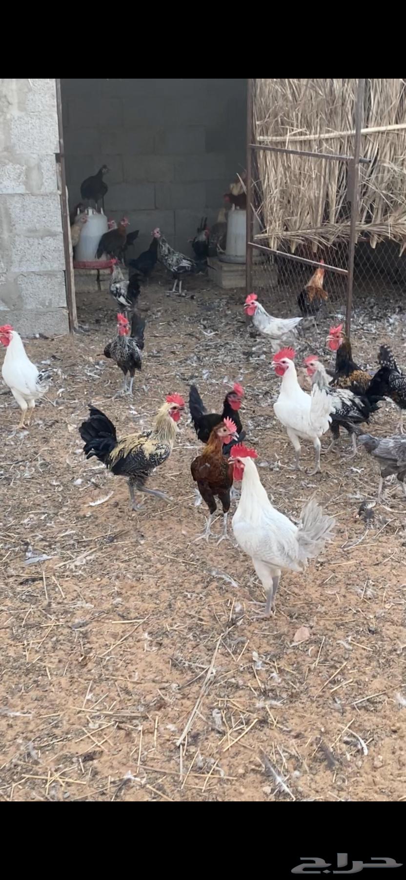 ديوك بلدي وفيومي والمنيوم64363279490945110