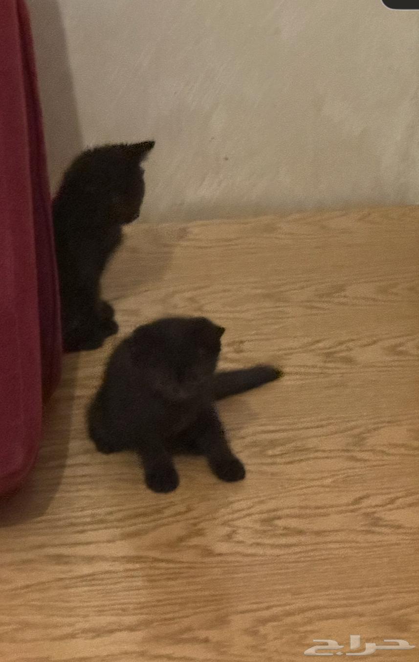 كتن للبيع بسعر رمزي64372507279489112