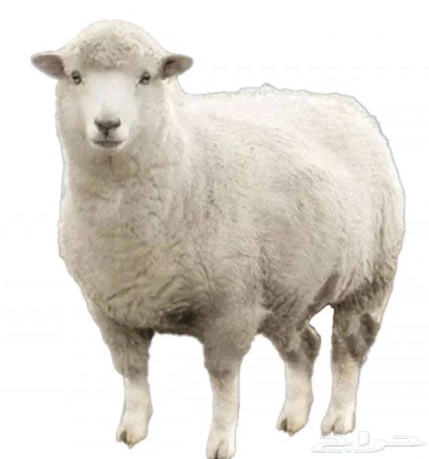 Marah Saud Al-Qahtani, we have goats and free sheep64368674150275110