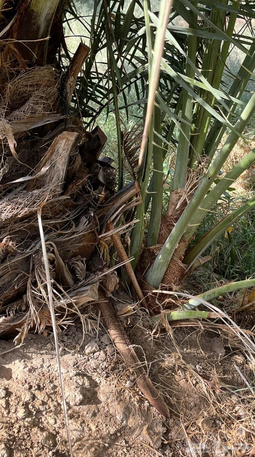 6 فسايل هلالي64367683481475112