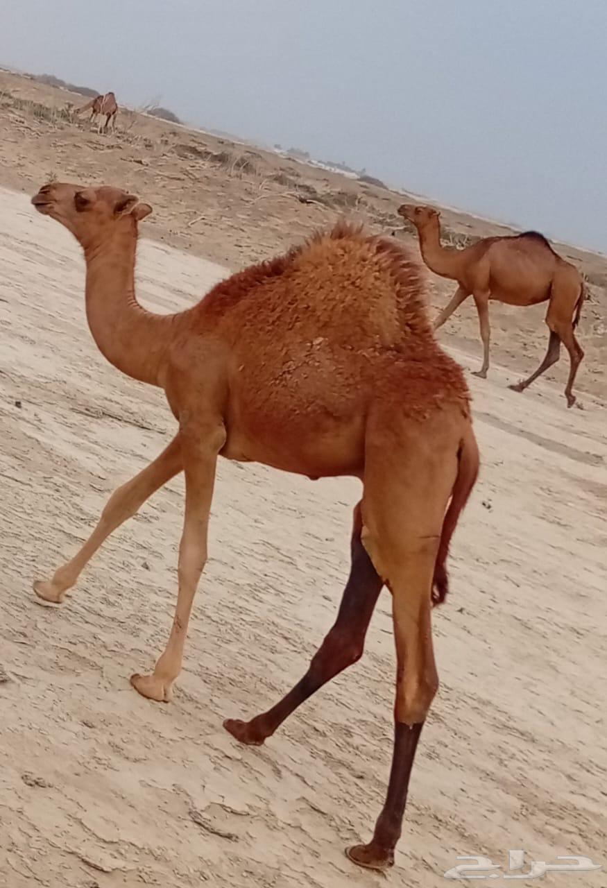 حاشي بلدي للبيع64373861373059112