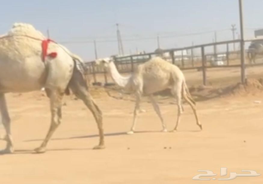 للبيع عشرا وضحا64368601393537110