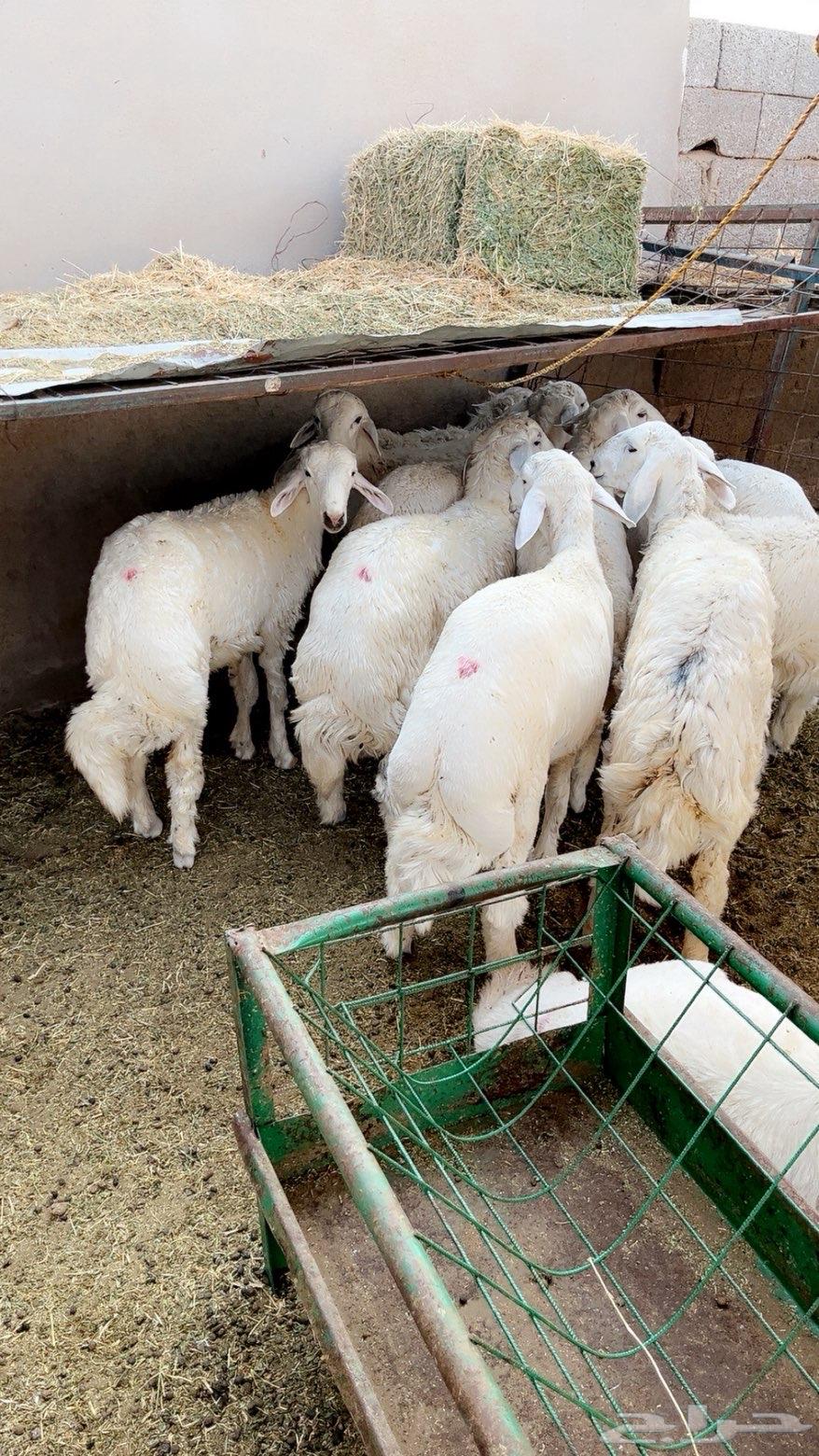 طليان حريه64371292510593110