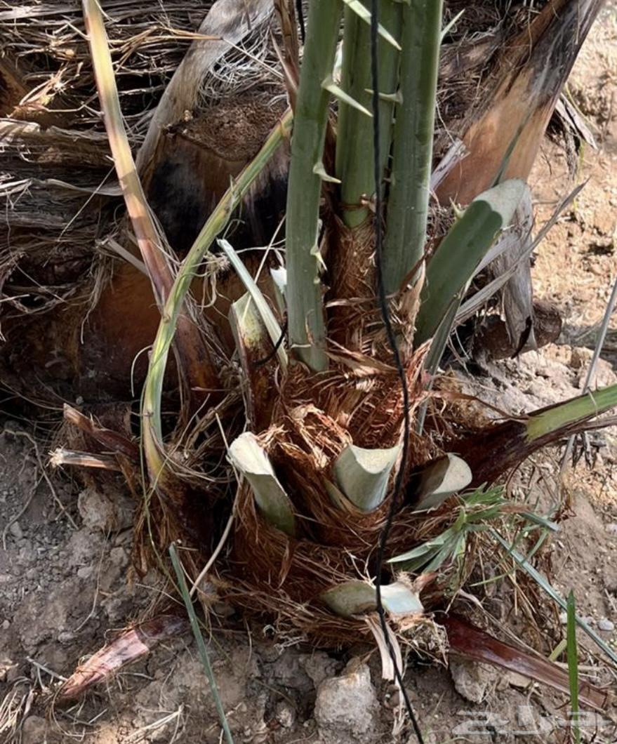 6 فسايل هلالي64367683481475110