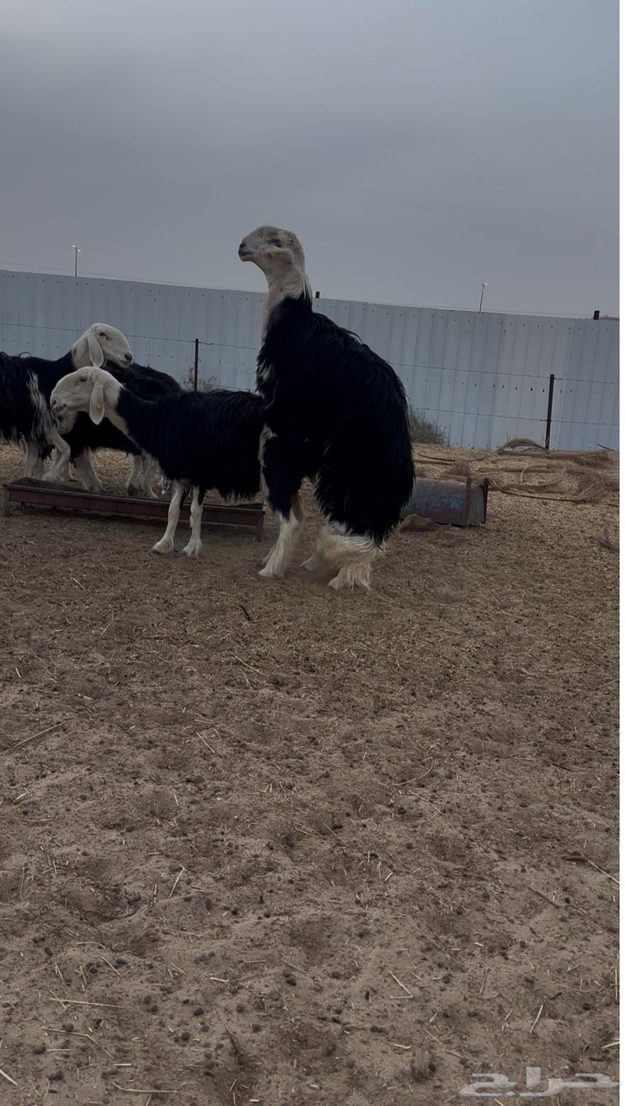 فحل صنف64375902347905110