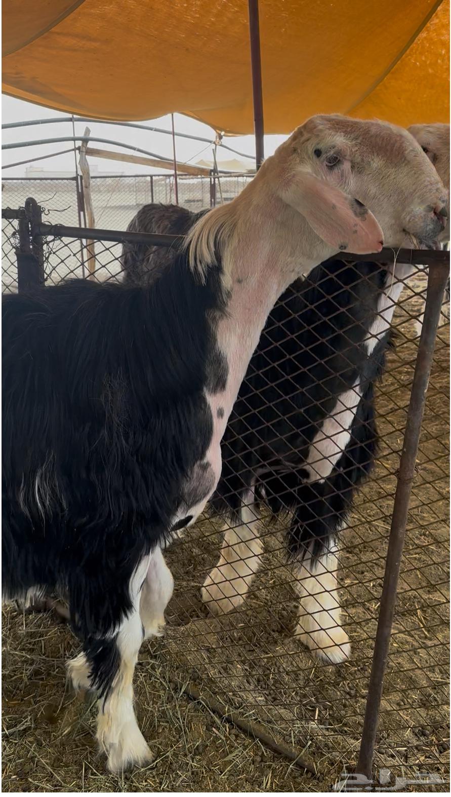 فحل صنف64375902347905112