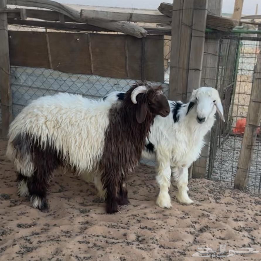 خروف نعيمي ونجدي ( تم البيع )64372141494786110