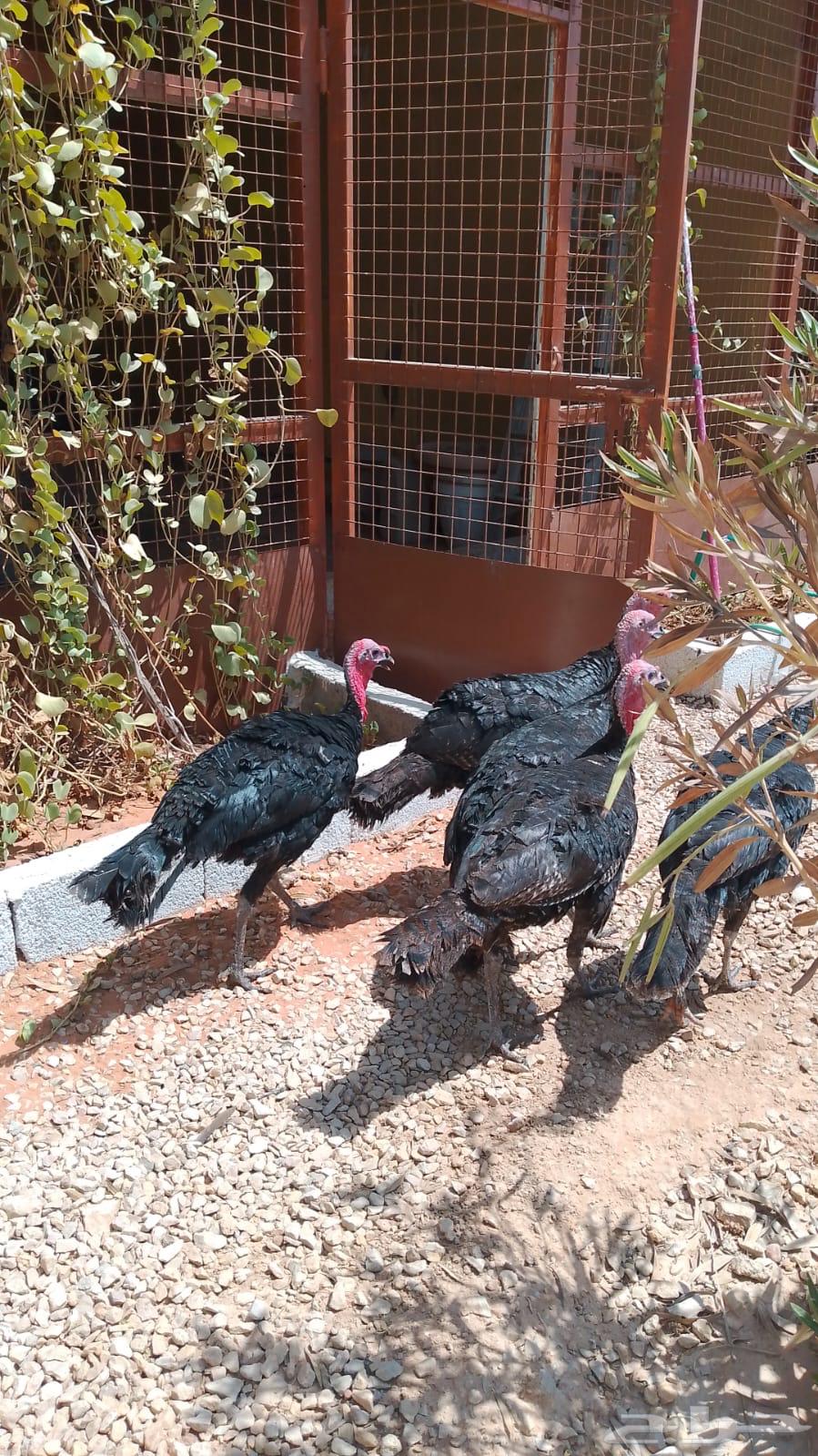 ديكه رومي64368951664386110