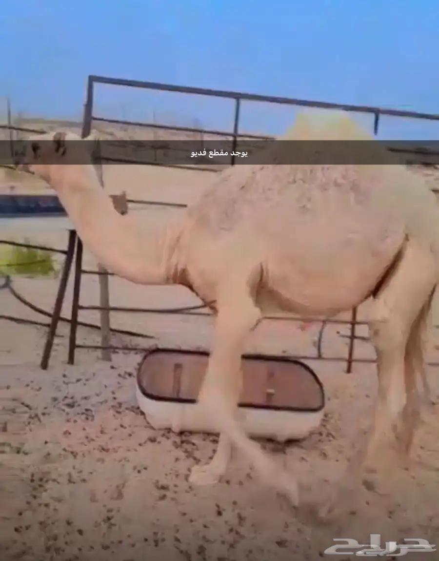 قعدان للبيع64367172839427113