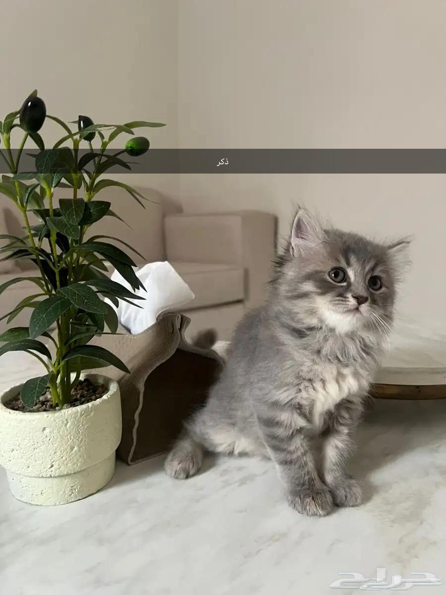 قطط للبيع64367478824067112