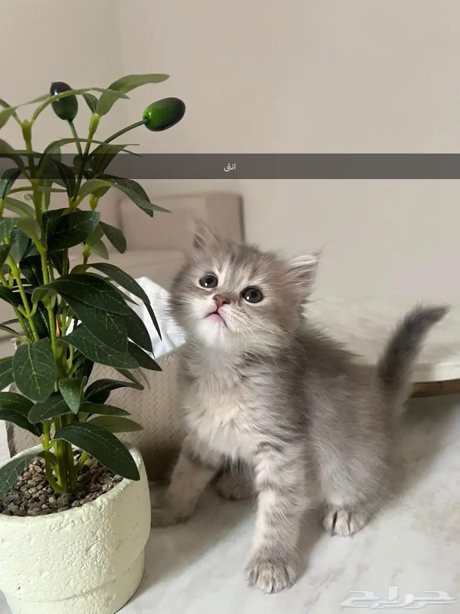 قطط للبيع64367478824067110