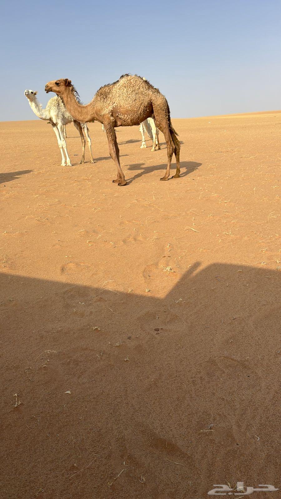 للبيع قعود قصب فل شحم عمره 9 شهور64371774093059111