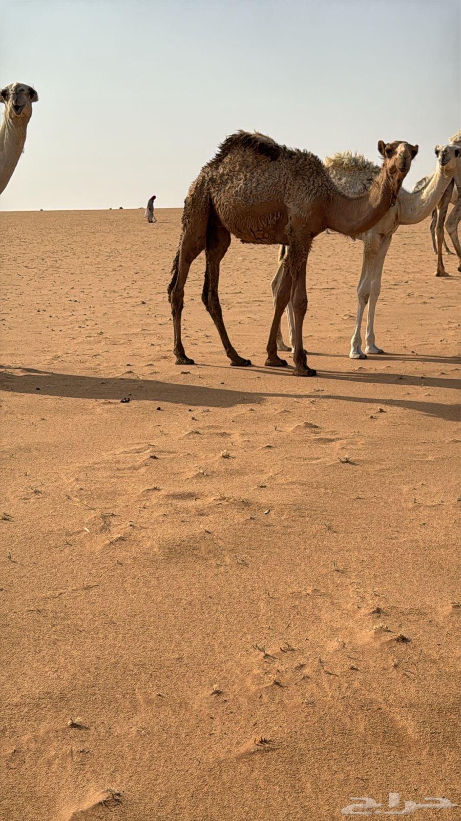 للبيع قعود قصب فل شحم عمره 9 شهور64371774093059112