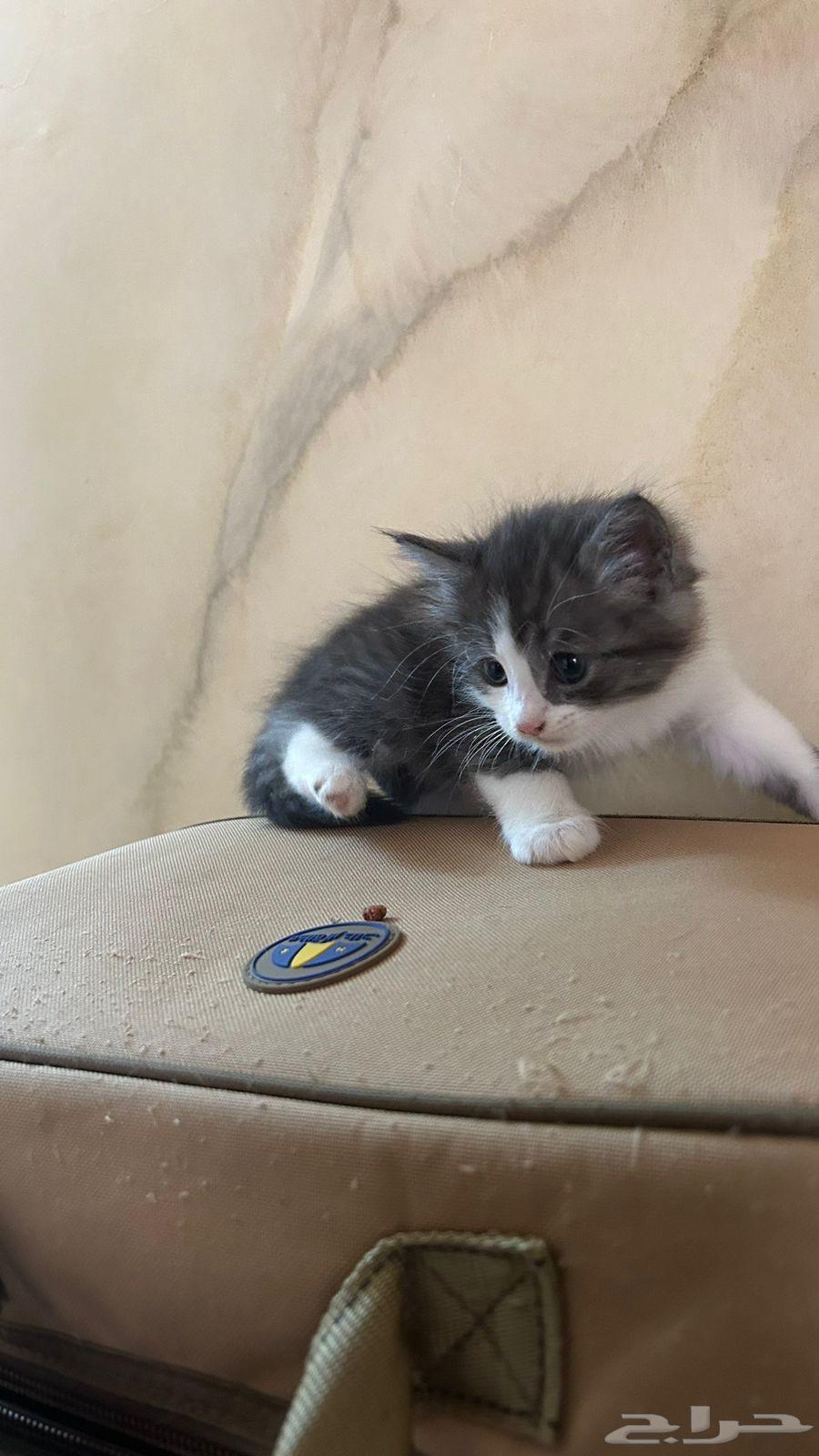 قطط للبيع64367449409281112