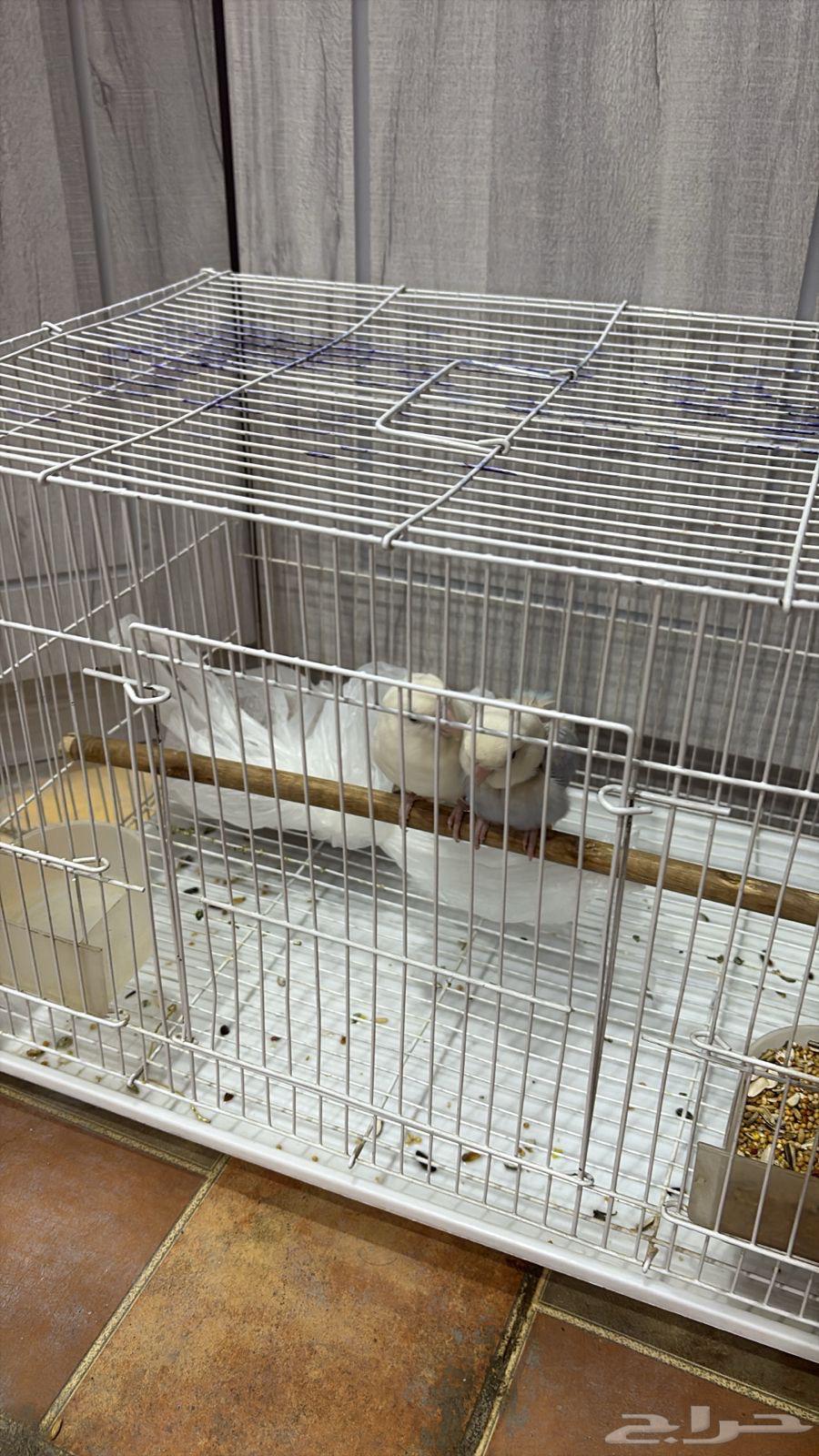 جوز روز للبيع64374773593730114