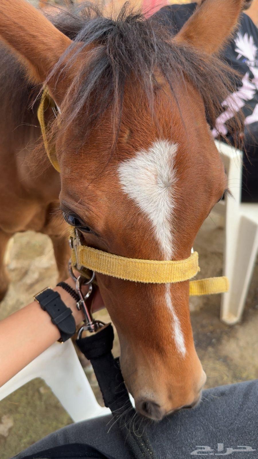 مهرة شعبية64373861268994111