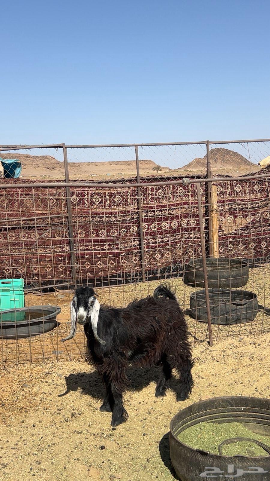 تيس طيب وعلى الشرط64370013592835113