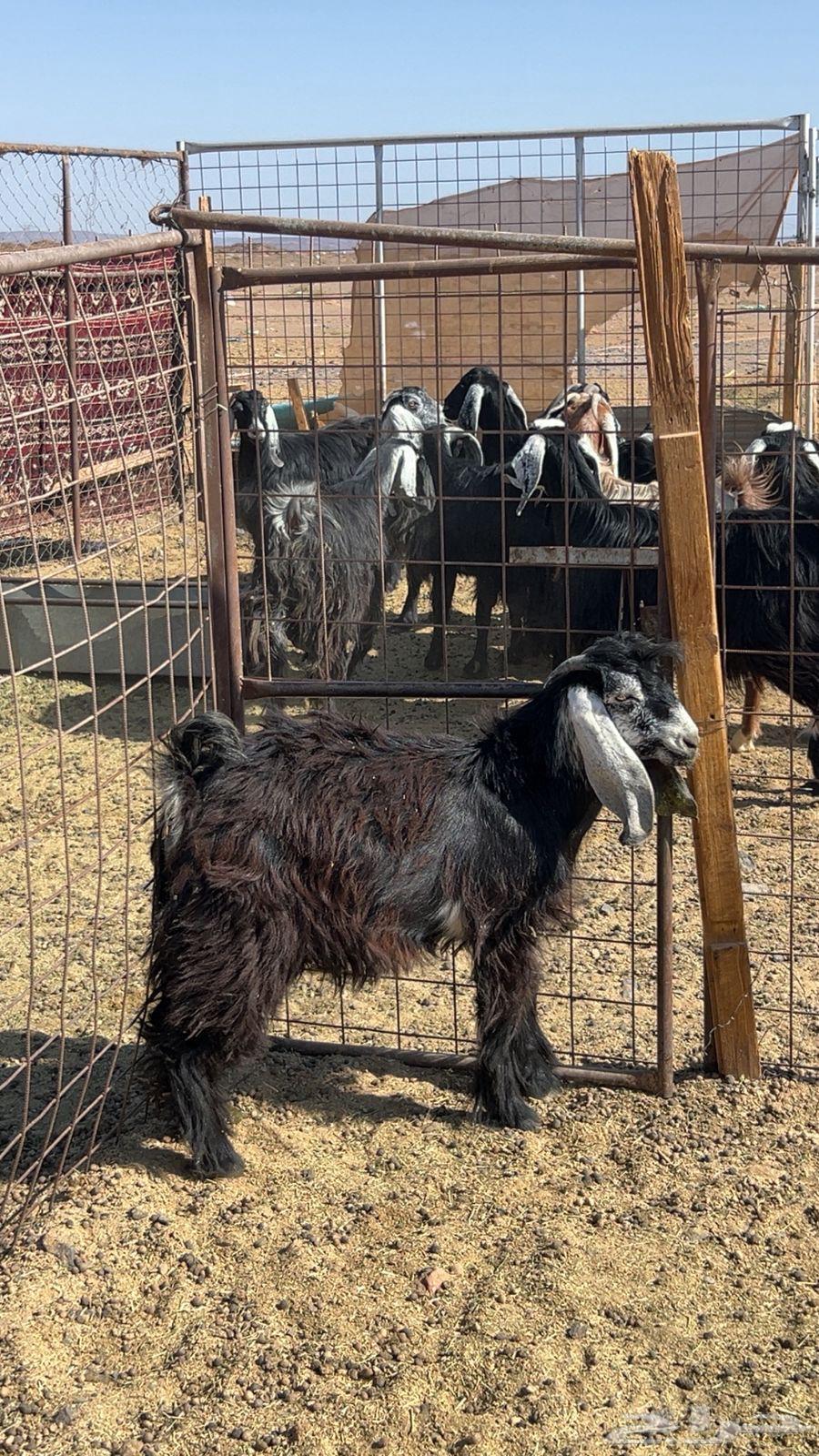 تيس طيب وعلى الشرط64370013592835112