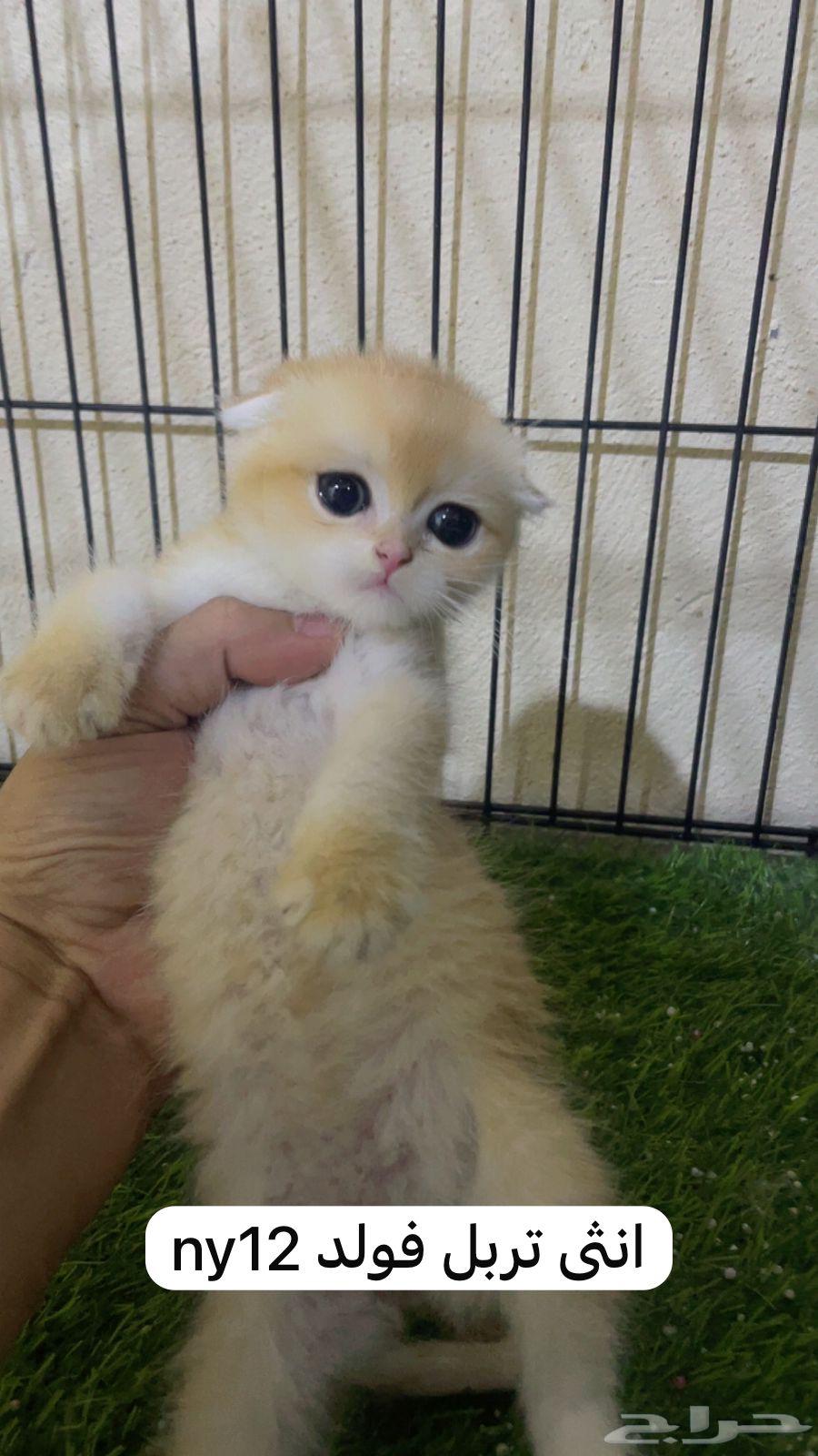 للبيع كيتن سكوتش دبل وتربل فولد _ الخرج64370131696258113