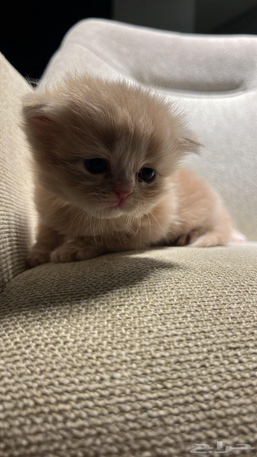 Scotch64365572187523112