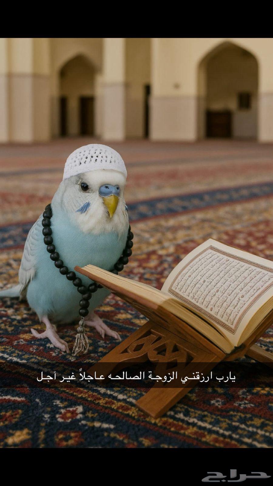 زوج عصافير البادجي..64375156378113114