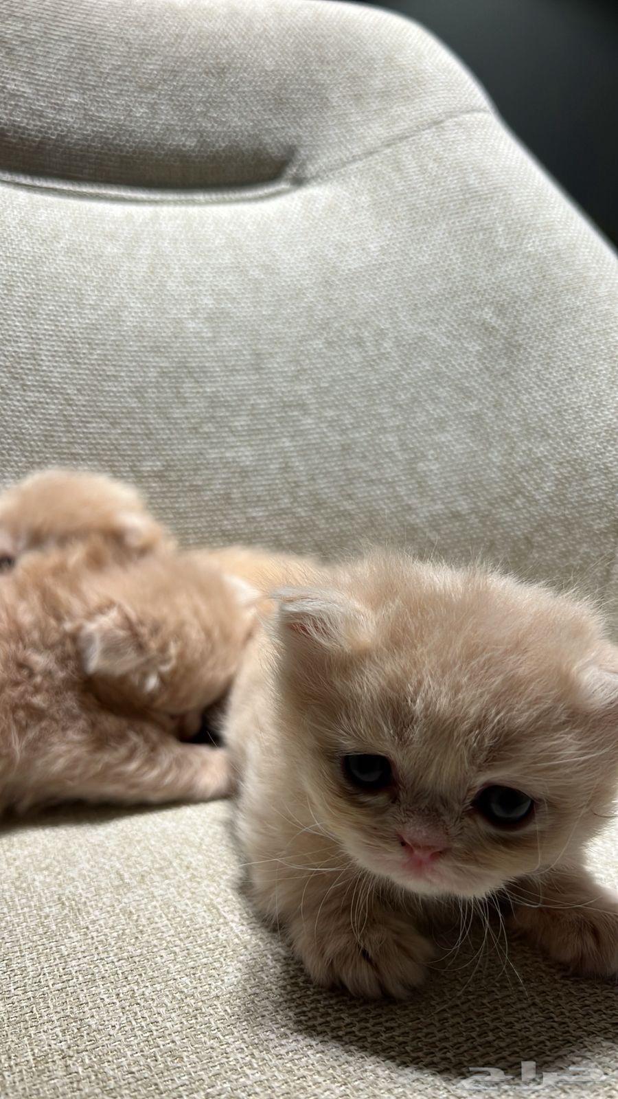 Scotch64365572187523111