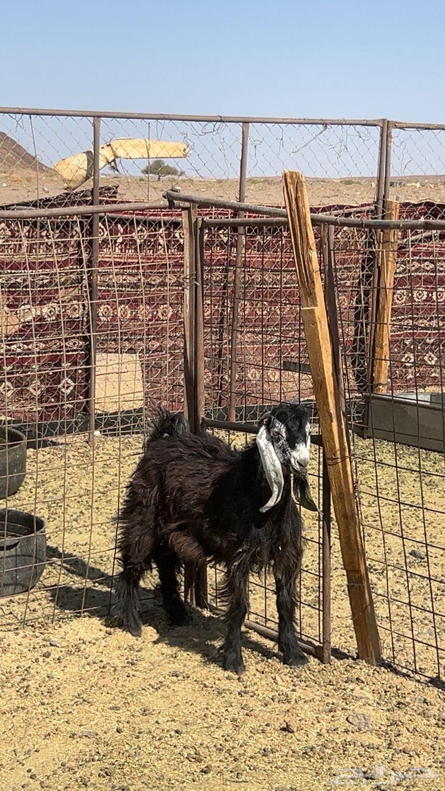 تيس طيب وعلى الشرط64370013592835111