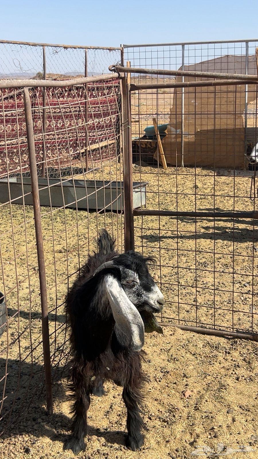 تيس طيب وعلى الشرط64370013592835110