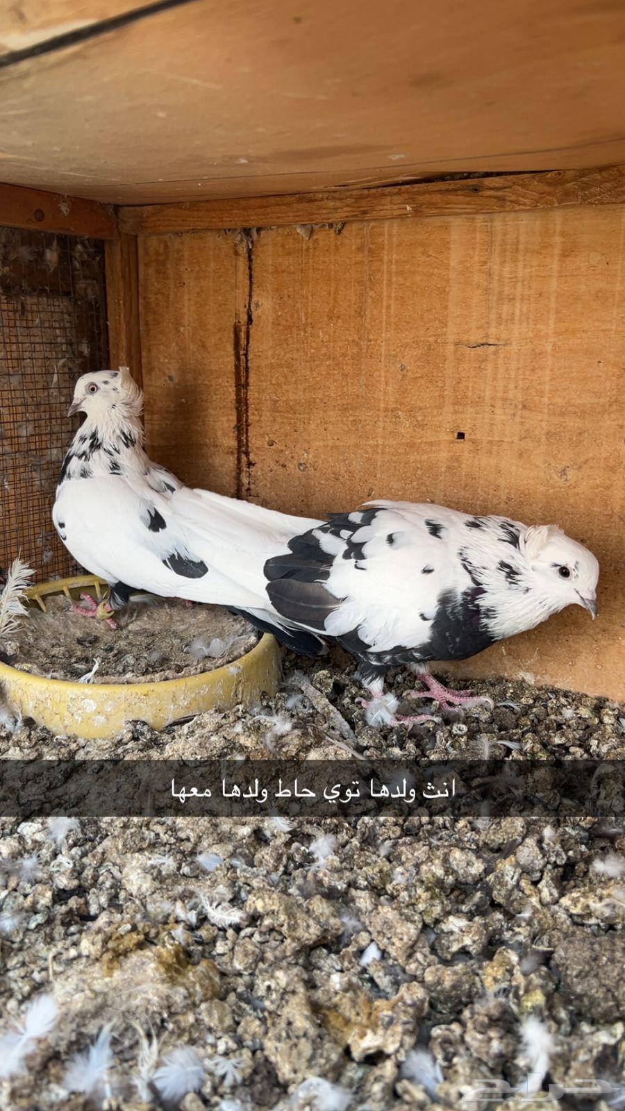 ازواج قطايف64368325271683111