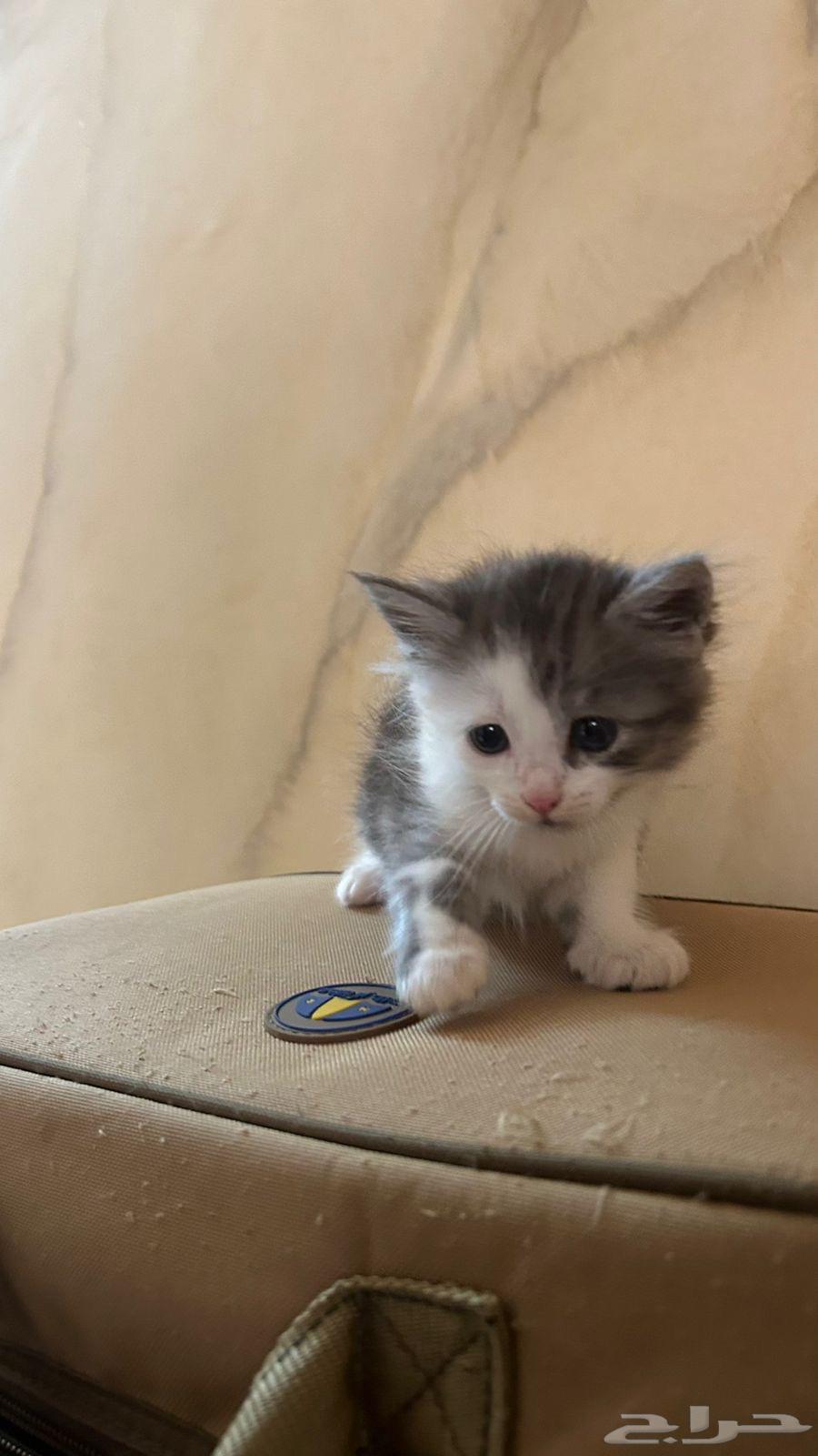 قطط للبيع64367449409281111