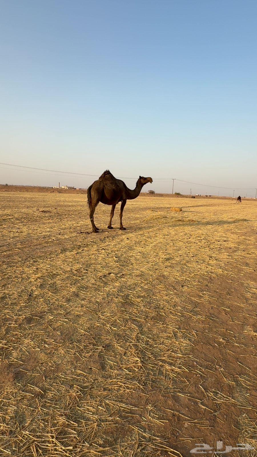 Is coffee a product or the fourth highest sale urgently?64374349194882111