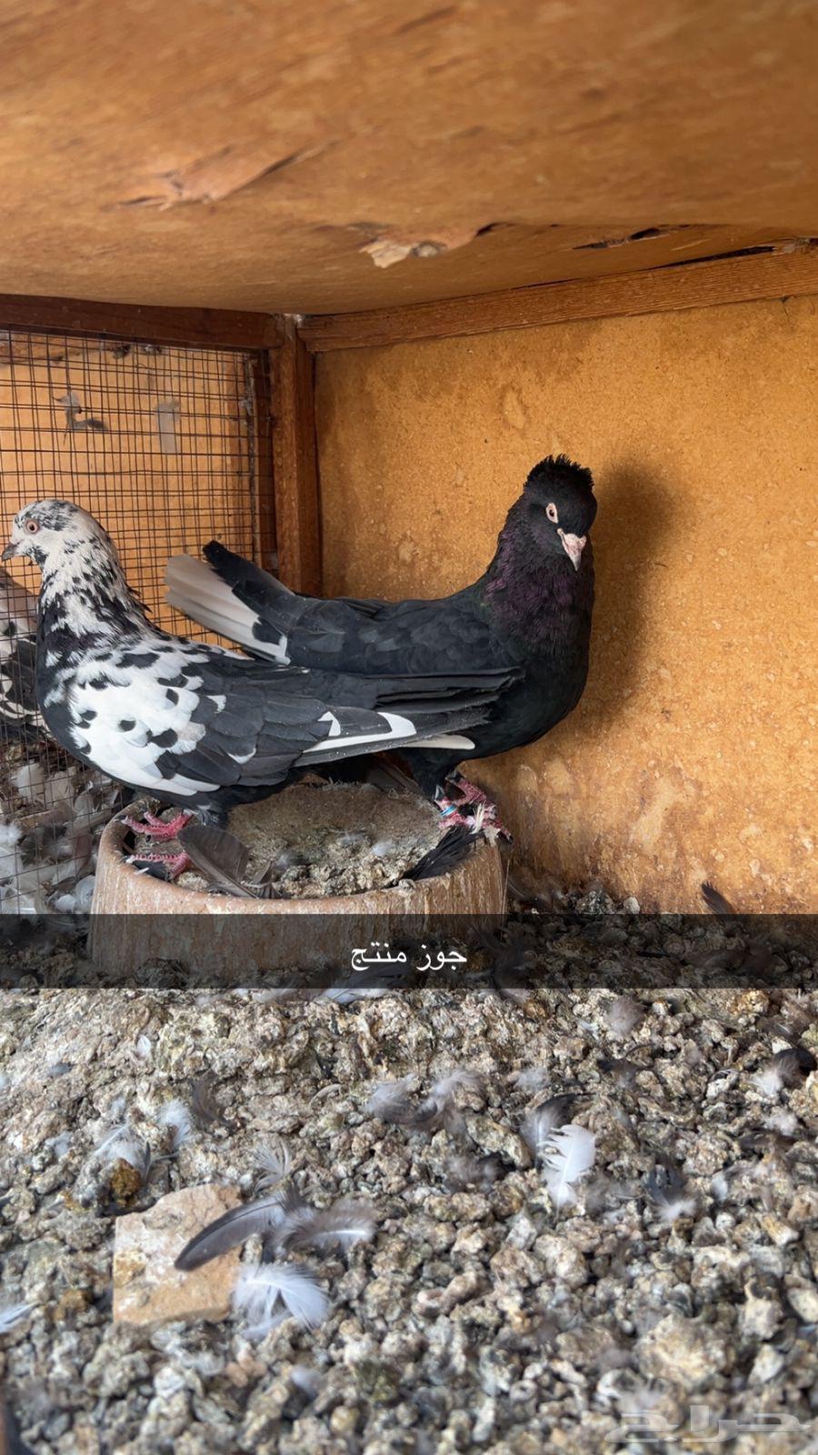 ازواج قطايف64368325271683112