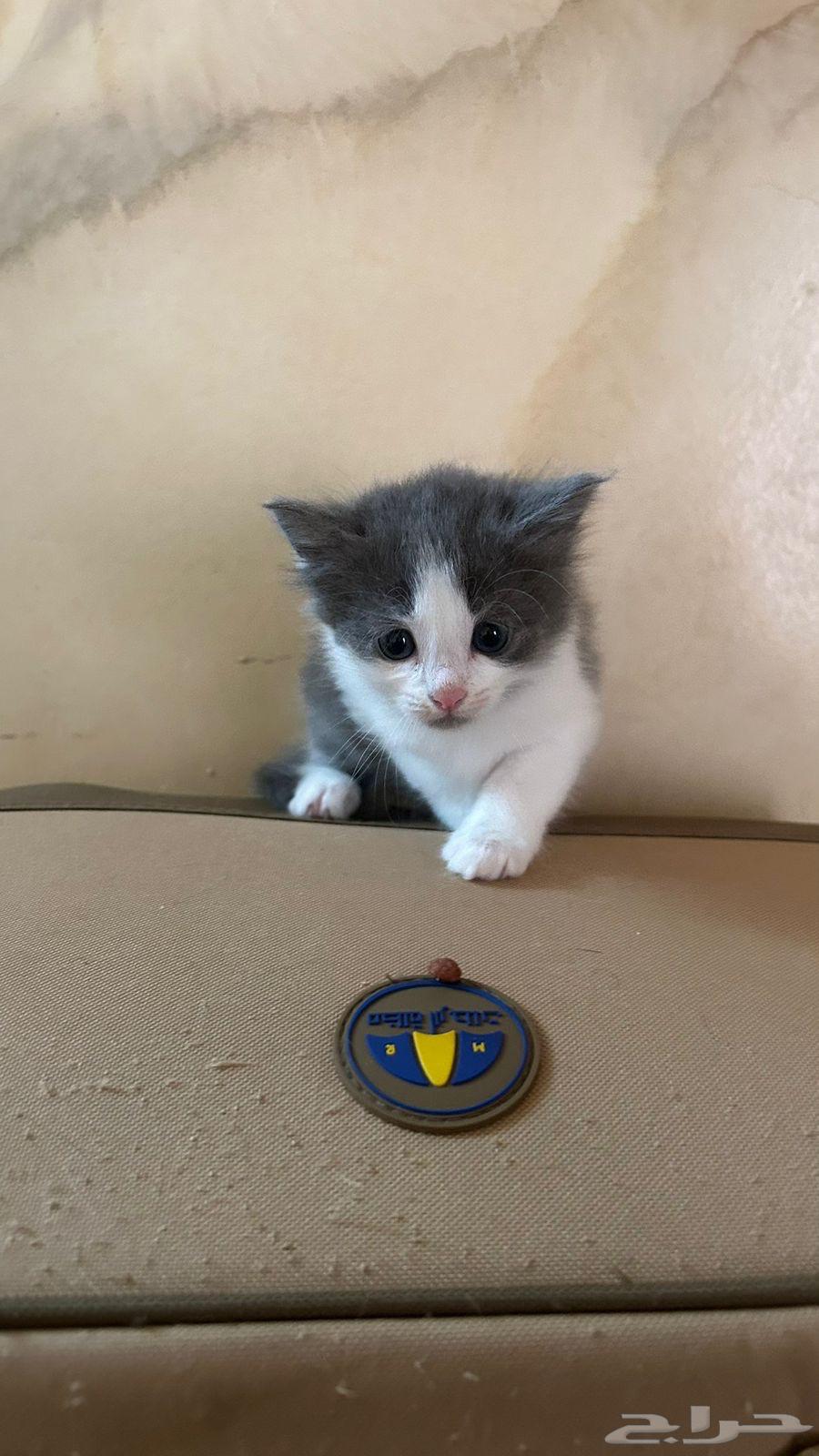 قطط للبيع64367449409281113