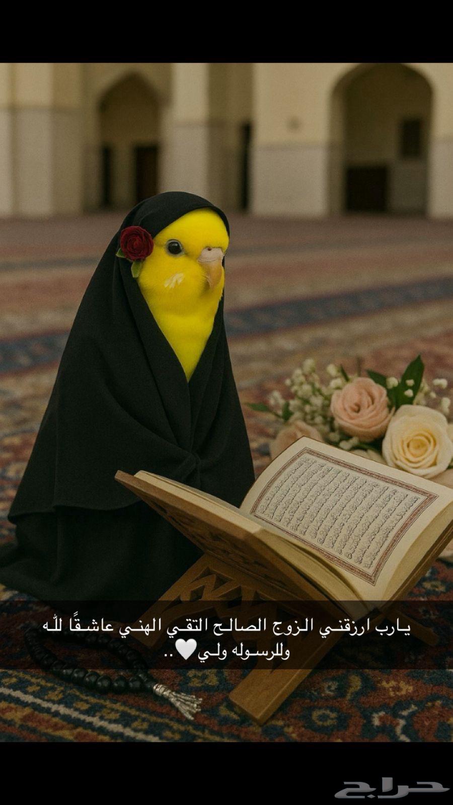 زوج عصافير البادجي..64375156378113113