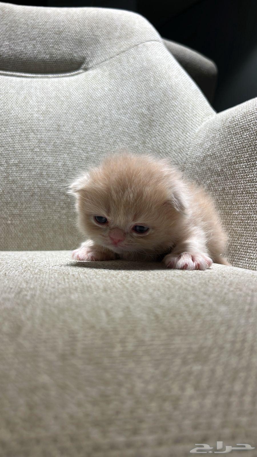 Scotch64365572187523110