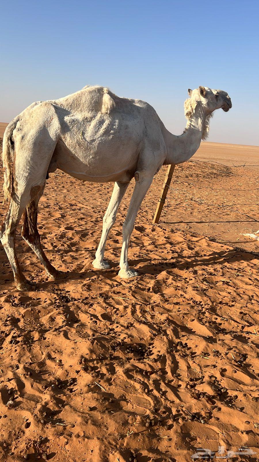 Camel for sale, elevator camel64371614191233110