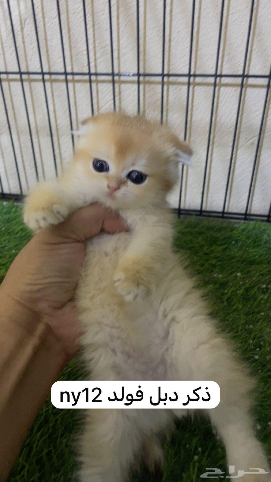 للبيع كيتن سكوتش دبل وتربل فولد _ الخرج64370131696258112