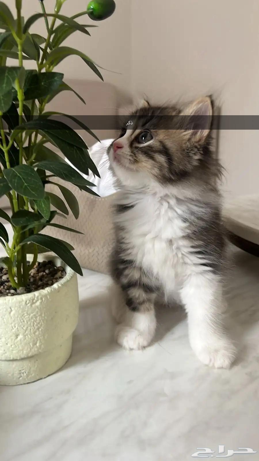 قطط للبيع64367478824067111