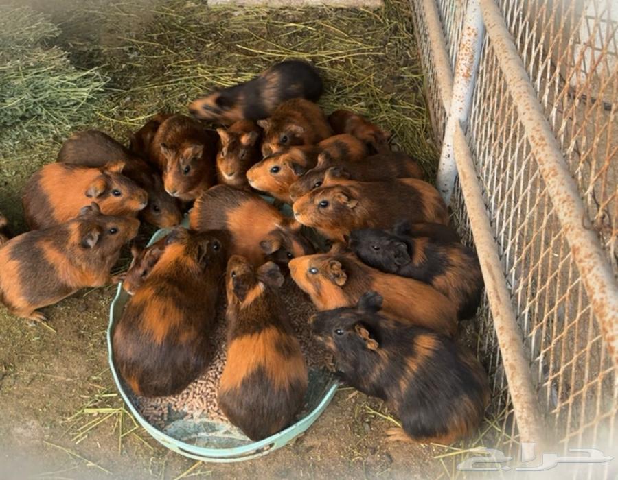 للبيع وبران نادره64375813502083110