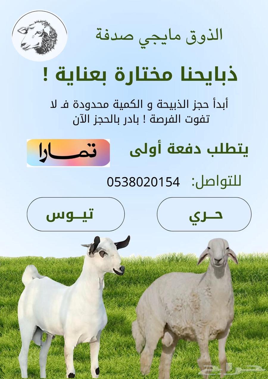 للبيع ذبايح بتقسيط64366790627843110