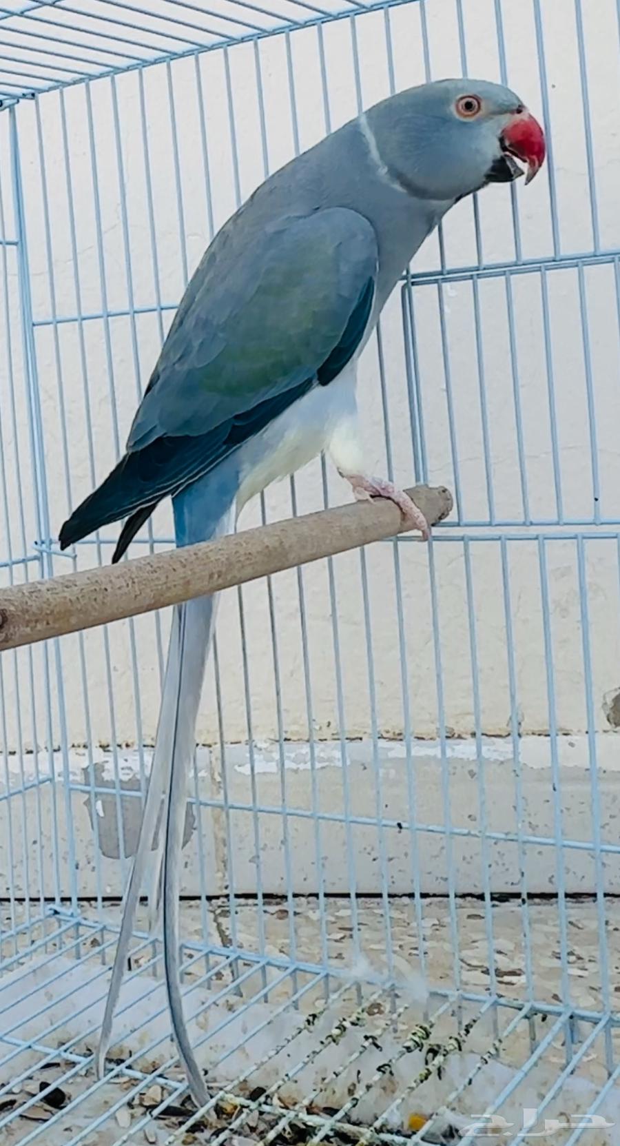 للبيع انثي دره كلير تيل فايلوت تزكواز وايت هيد64367814201217110