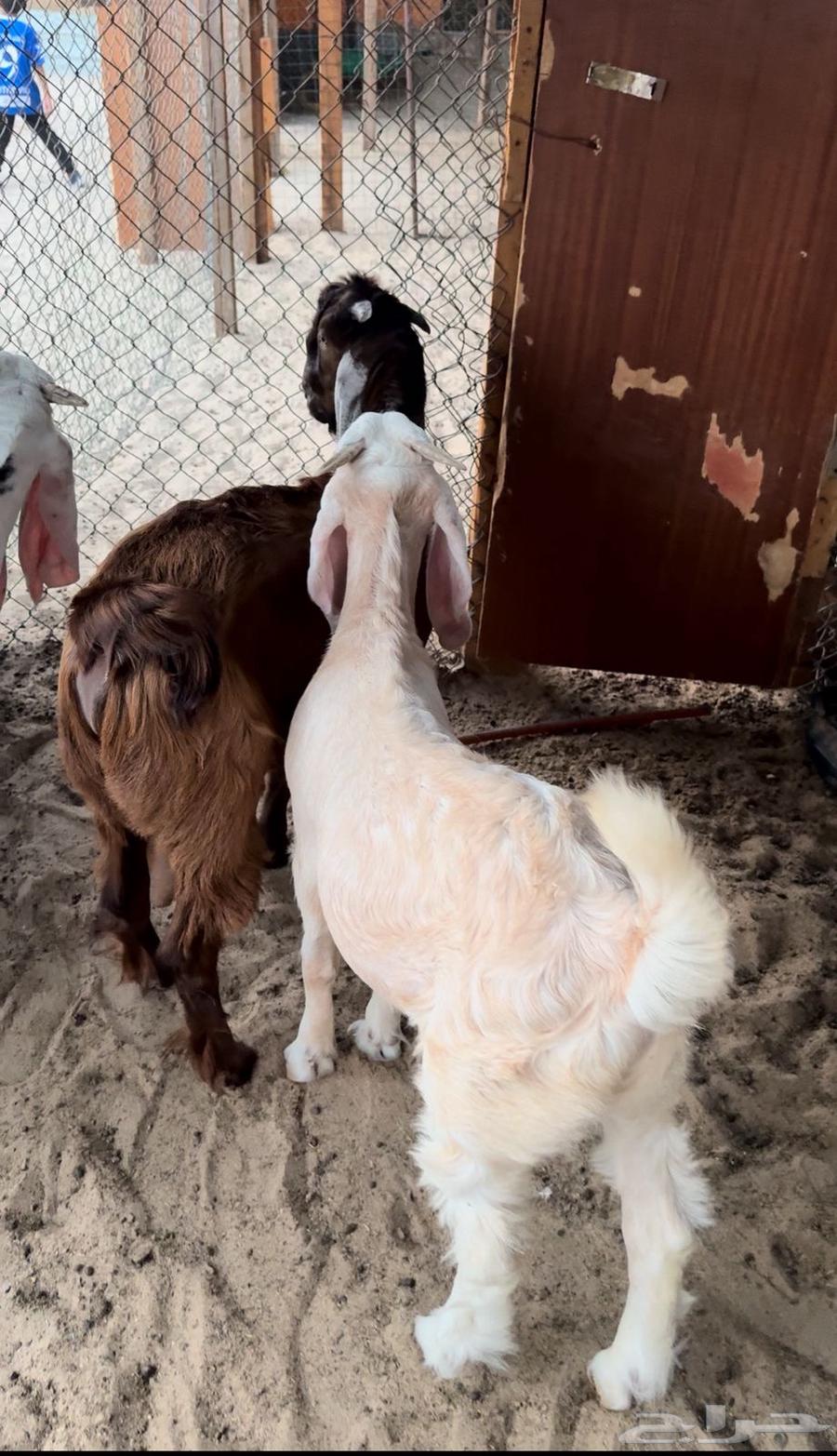 Fresh sheep for sacrifice64376109778305112