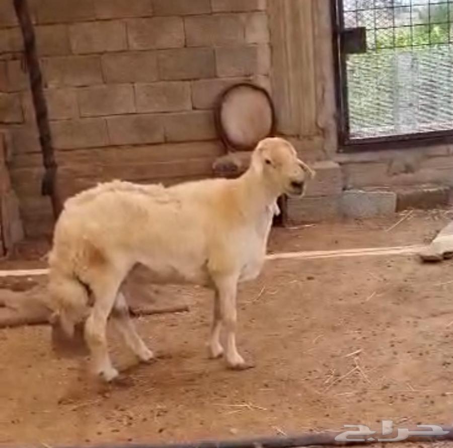 两名优质意大利人64368791370243113